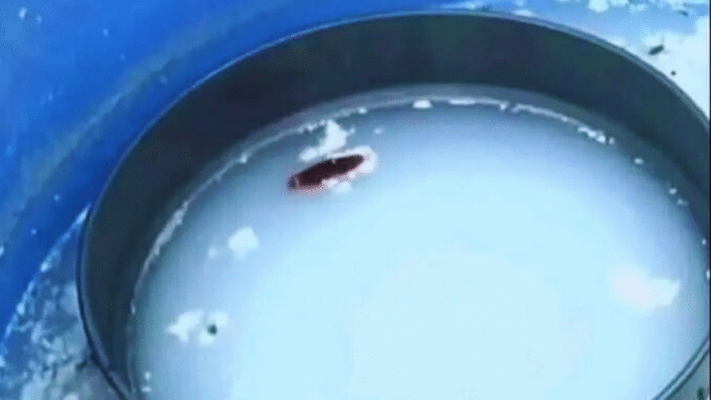 Health Alert: Fake Palm Wine Factory Using Cassava Saccharin and Cockroaches Busted in Cameroon | Gossip News Now