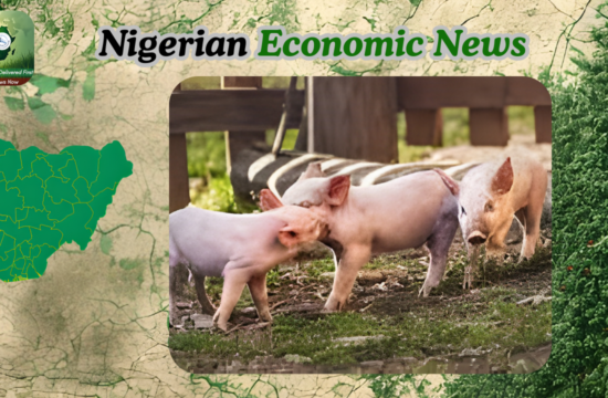 Pig Farming in Nigeria: Rising Pork Demand Meets Deep Structural Challenges - Gossip News Now